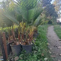 یاس هلندی ارتفاع ۲ متری|گل و گیاه طبیعی|رودسر, |دیوار