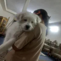 فروشی مبلغ ۴ تومن