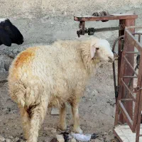 میش داشتی|حیوانات مزرعه|آبدانان, |دیوار