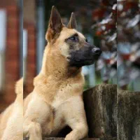 ژرمن مالینویز ماده پلیس گارد نگهبان اصیل