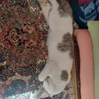 گربه|گربه|سنندج, |دیوار