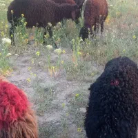 میش افشار بره جوان بره درشت