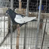 بهبودی زرنگ|پرنده|شیراز, تندگویان|دیوار