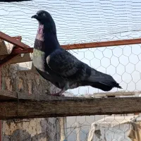 سبز پاکستانی نر