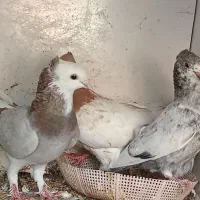 کبوتر|پرنده|مسجد سلیمان, |دیوار
