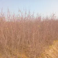 نهال بادام|خدمات باغبانی و درختکاری|خسروشاه, |دیوار