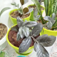 زامفولیا بلک|گل و گیاه طبیعی|تهران, آهنگ|دیوار