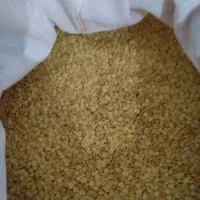 بذر فلفل دلمه ۳۰۲ و ۷۱۴۱