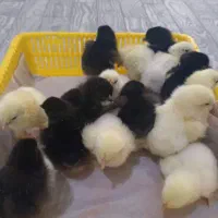 تخم مرغ  نژاد برهما و جوجه