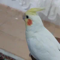 عروس هلندی نر