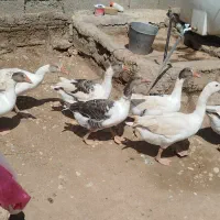 غاز|حیوانات مزرعه|سوسنگرد, |دیوار