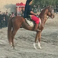اسب کورد پسری از سهیل حیدر