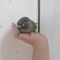 گیرینچیک فول دستی و چلوندنی