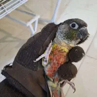 گرینچیک نر بالغ|پرنده|تهران, آزادشهر|دیوار