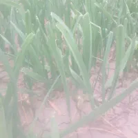 تره تازه