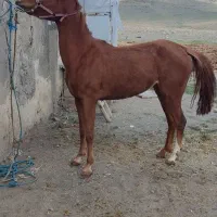 اسب...|اسب و تجهیزات اسب‌سواری|اصفهان, آبشار|دیوار