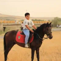 اموزش سوارکاری