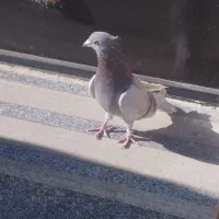 سبز کاکولی پلاکی کاکولی|پرنده|لالجین, |دیوار