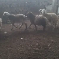 بره