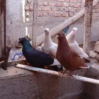 جوجه دمزرد پلنگ گلی پلنگ