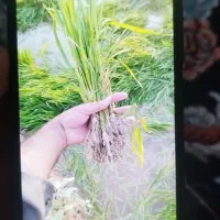 کارگر برا تیلکی میخوام