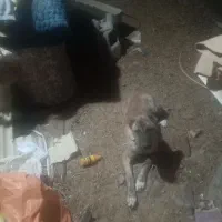 سگ خراسانی|سگ|تربتحیدریه, بهشت عسکری|دیوار