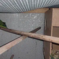 جفت راهب سبز مولد