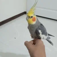 عروس هلندی دستی و سخنگو معاوضه با ملنگو و شاه طوطی|پرنده|زنجان, |دیوار