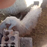 فروش میش وبره|حیوانات مزرعه|رفسنجان, |دیوار