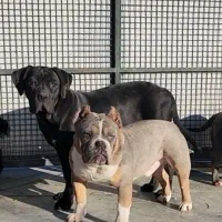 بول امریکن|سگ|بومهن, |دیوار