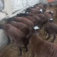 ۱۰۰ راس بره نر پروار وپای پروار بصورت کلی وتکی