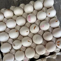 تخم مرغ نوک زده و شکسته