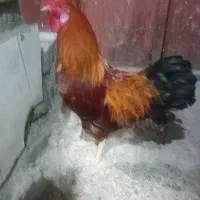 خروس محلی جوان