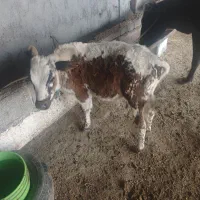 گاو گوساله