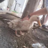 مرغ و اردک محلی