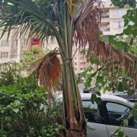 گل گیاه  باغبان دکتر  گل گیاه آپارتمانی