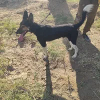 سگ نگهبان 2 تومن|سگ|فاریاب, |دیوار