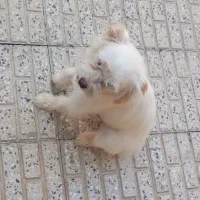 پاپی با ادب|سگ|فارسان, |دیوار