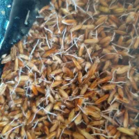 شلتوک بزری در شادگان