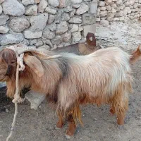 بز نر