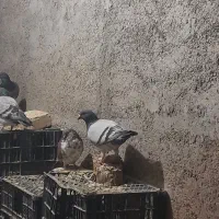 کبوتر پلاکی اصل