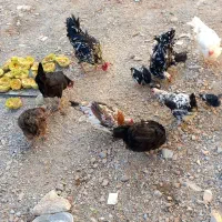تخم مرغ گلین