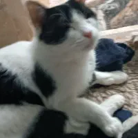 گمشده (مژدگانی 30 میلیون) محدوده پارامونت|حیوانات|شیراز, زند|دیوار