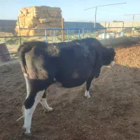 گاو شیری ،گوساله نر