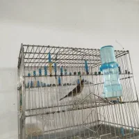 2 تا سهره قناری|پرنده|چهاردانگه (تهران), |دیوار