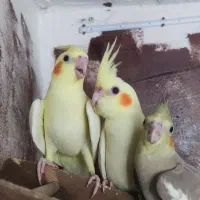 جوجه عروس هلندی