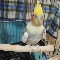 عروس هلندی|پرنده|نورآباد ممسنی, |دیوار