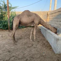 شتر|حیوانات مزرعه|بندرعباس, |دیوار