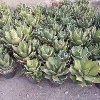 کاکتوس ۵ ساله به بالا