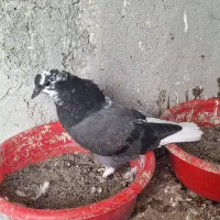 کبوتر جوجه فراری